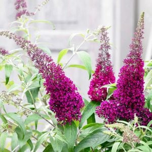 Eflatun kelebek çalısı buddleja davidii summer bird magenta