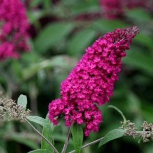 Eflatun kelebek çalısı buddleja davidii summer bird magenta