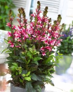 Somon lobelya fan çiçeği saksıda lobelia speciosa