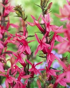 Somon lobelya fan çiçeği saksıda lobelia speciosa