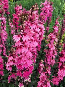 Somon lobelya fan çiçeği saksıda lobelia speciosa