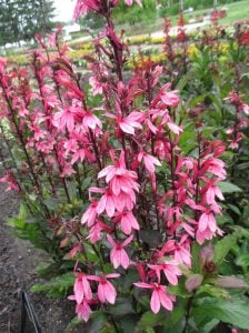 Somon lobelya fan çiçeği saksıda lobelia speciosa