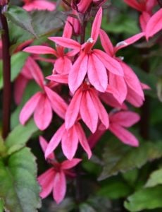 Somon lobelya fan çiçeği saksıda lobelia speciosa
