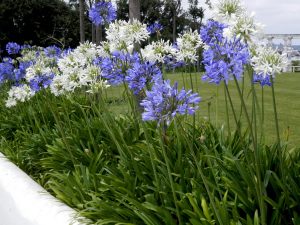 White umbrella beyaz agapanthus umbellatus şevkat çiçeği saksıda