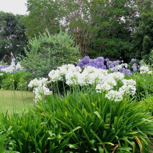 White umbrella beyaz agapanthus umbellatus şevkat çiçeği saksıda