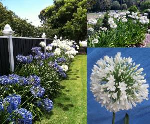 White umbrella beyaz agapanthus umbellatus şevkat çiçeği saksıda
