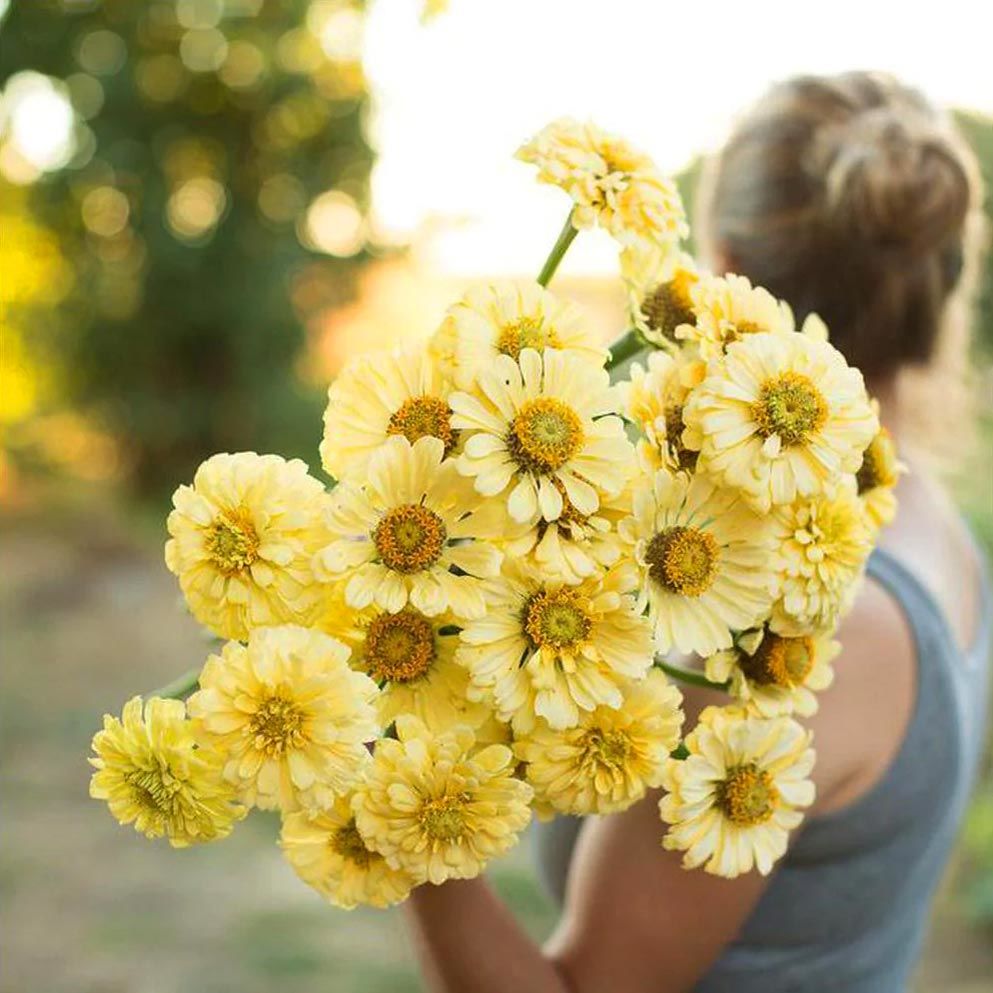 Isabellina zinnia elegans tohumu iri dahlia çiçekli