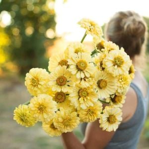Isabellina zinnia elegans tohumu iri dahlia çiçekli