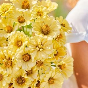 Isabellina zinnia elegans tohumu iri dahlia çiçekli