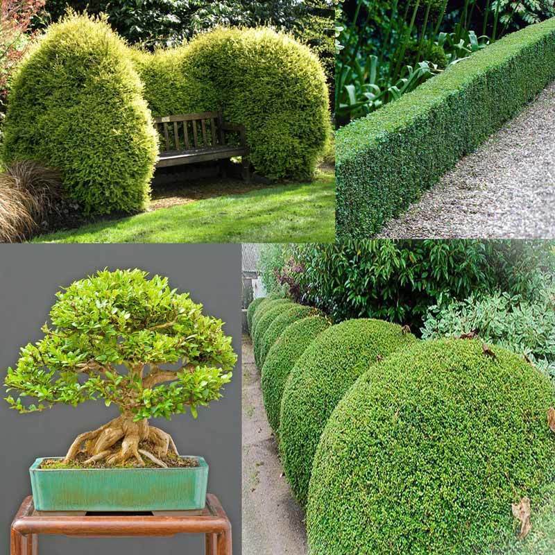 Çalı hanımeli lonicera nitida maigruen 3 adet 9 cm saksıda