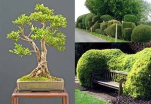 Çalı hanımeli lonicera nitida maigruen 3 adet 9 cm saksıda