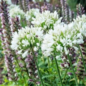 Getty white bodur beyaz agapanthus şevkat çiçeği saksıda