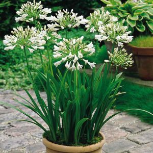 Getty white bodur beyaz agapanthus şevkat çiçeği saksıda