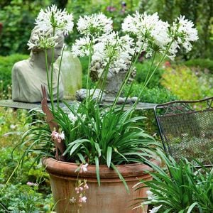 Getty white bodur beyaz agapanthus şevkat çiçeği saksıda