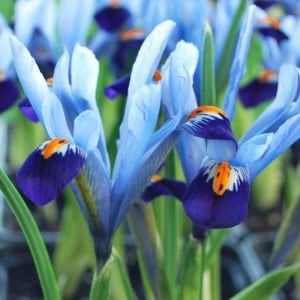 Gordon süsen soğanı ithal iris reticulata