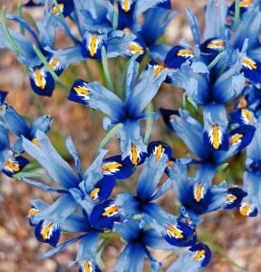Gordon süsen soğanı ithal iris reticulata