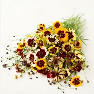 Büyüleyici Kızgözü çiçeği tohumu karışımı incredible mix