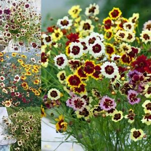 Büyüleyici Kızgözü çiçeği tohumu karışımı incredible mix
