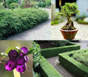 Çalı hanımeli lonicera nitida maigruen 7 yada 9 cm saksıda