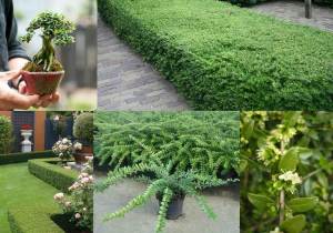 Çalı hanımeli lonicera nitida maigruen 7 yada 9 cm saksıda