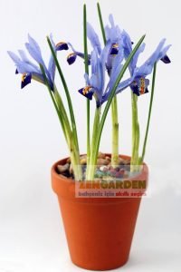 Gordon süsen soğanı ithal iris reticulata