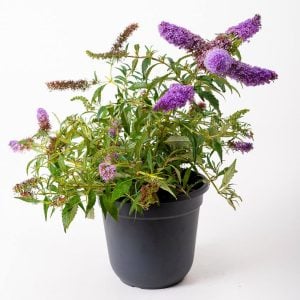 Menekşe kelebek çalısı buddleja davidii summer bird violet