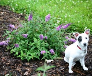 Menekşe kelebek çalısı buddleja davidii summer bird violet