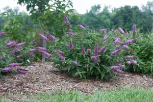 Menekşe kelebek çalısı buddleja davidii summer bird violet