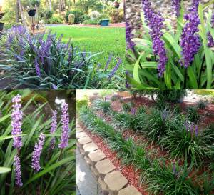 Liriope muscari fidesi çim zambağı
