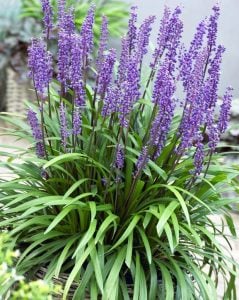 Liriope muscari fidesi çim zambağı