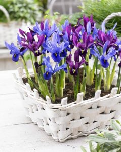 J.S. Dijt süsen soğanı ithal iris reticulata