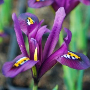 J.S. Dijt süsen soğanı ithal iris reticulata