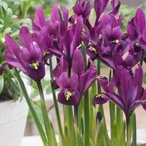 J.S. Dijt süsen soğanı ithal iris reticulata
