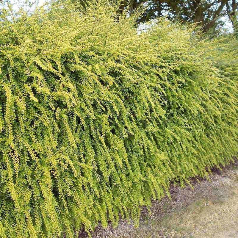 Çalı hanımeli lonicera nitida baggesens gold 3 adet 9 cm saksıda