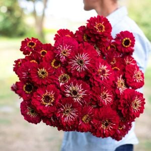 Meteor zinnia tohumu koyu şarap kırmızı dahlia çiçekli