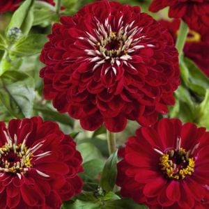 Meteor zinnia tohumu koyu şarap kırmızı dahlia çiçekli