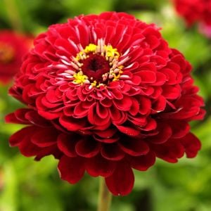 Meteor zinnia tohumu koyu şarap kırmızı dahlia çiçekli