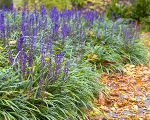 Liriope muscari fidesi çim zambağı