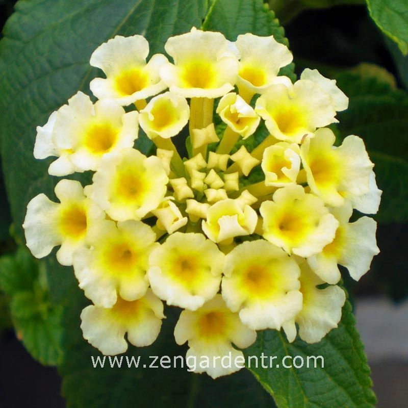 Sarı lantana fidesi ağaç minesi camara esperanta lemon