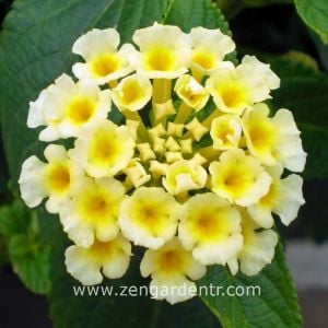Sarı lantana fidesi ağaç minesi camara esperanta lemon