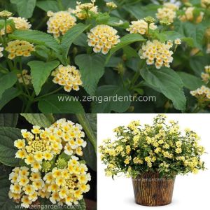 Sarı lantana fidesi ağaç minesi camara esperanta lemon