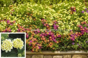 Sarı lantana fidesi ağaç minesi camara esperanta lemon