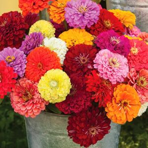 Meteor zinnia tohumu koyu şarap kırmızı dahlia çiçekli