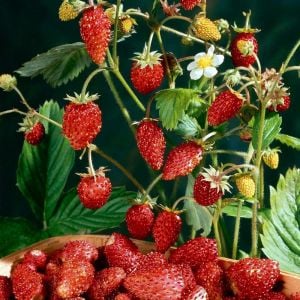Kokulu çilek tohumu doğal çilek strawberry mignonette