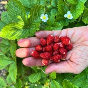 Kokulu çilek tohumu doğal çilek strawberry mignonette