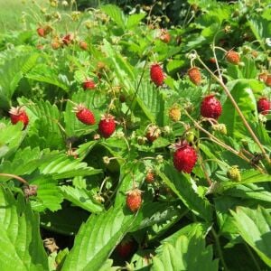 Kokulu çilek tohumu doğal çilek strawberry mignonette