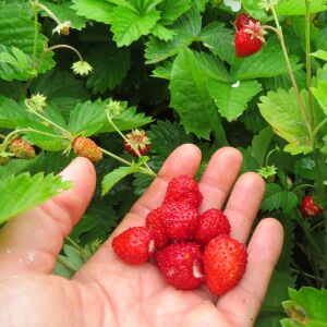 Kokulu çilek tohumu doğal çilek strawberry mignonette