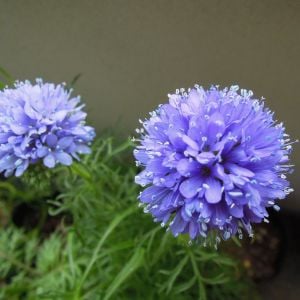 Mavi gilia leptantha tohumu kesme çiçeklik özel tür