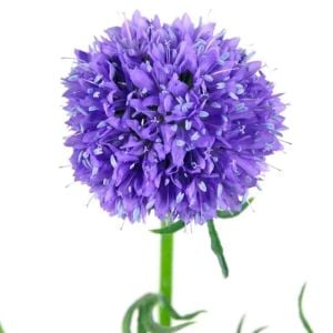 Mavi gilia leptantha tohumu kesme çiçeklik özel tür