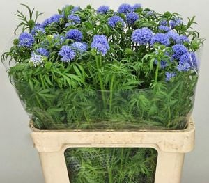 Mavi gilia leptantha tohumu kesme çiçeklik özel tür